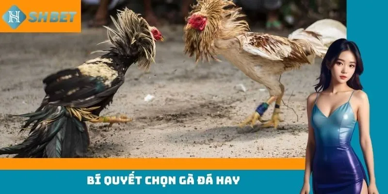 Bí quyết chọn gà đá hay theo dáng mỏ