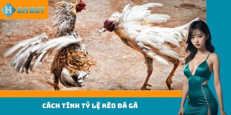 Cách tính tỷ lệ kèo đá gà