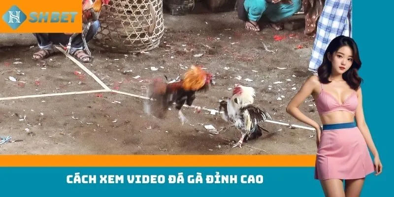 Cách xem video đá gà đỉnh cao