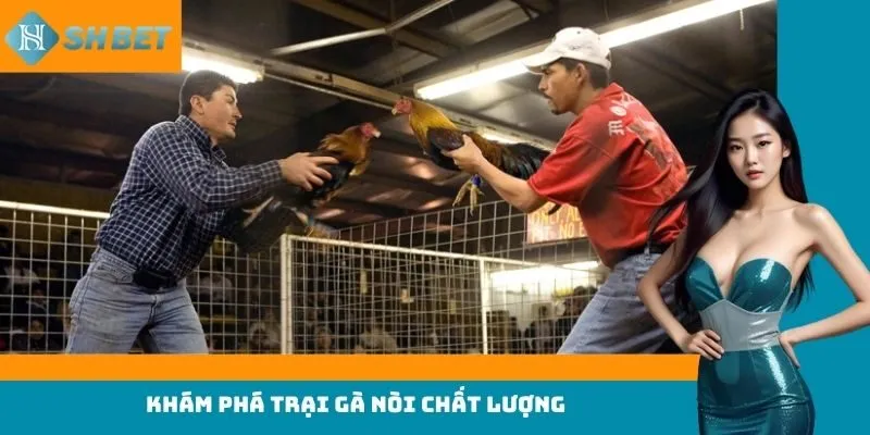 Khám phá trại gà nòi chất lượng