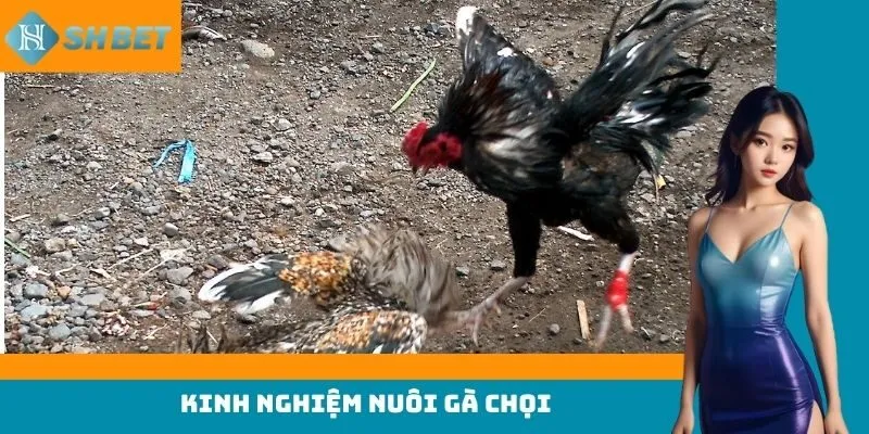 kinh nghiệm nuôi gà chọi