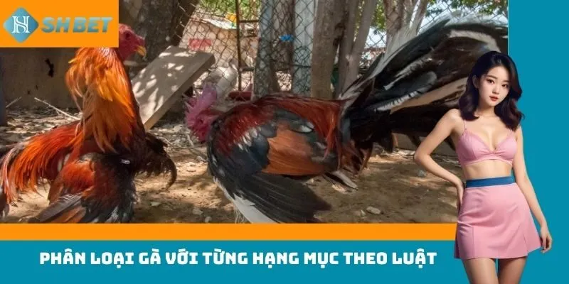 Phân loại gà với từng hạng mục theo luật