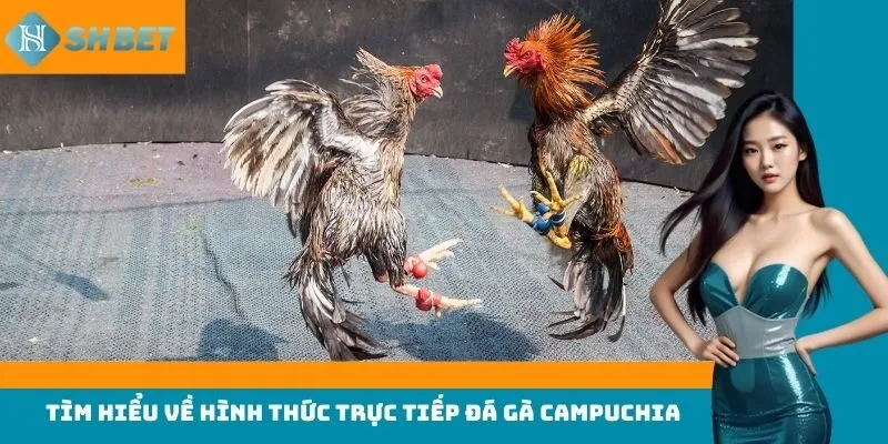 Tìm hiểu về hình thức trực tiếp đá gà Campuchia