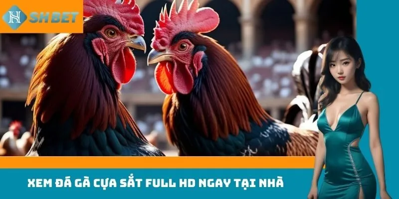 Xem đá gà cựa sắt Full HD ngay tại nhà