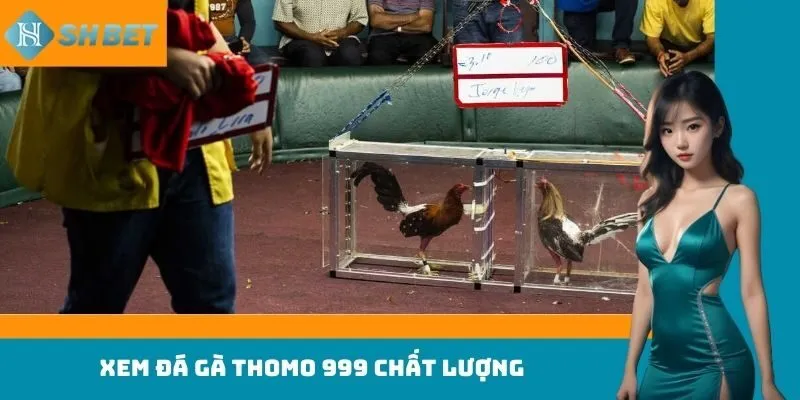 Xem đá gà Thomo 999 chất lượng