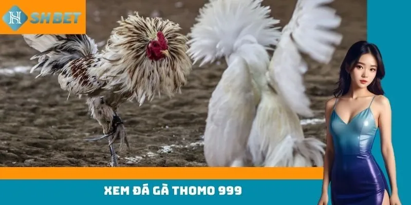 Hướng dẫn theo dõi đá gà Thomo 999 dễ dàng